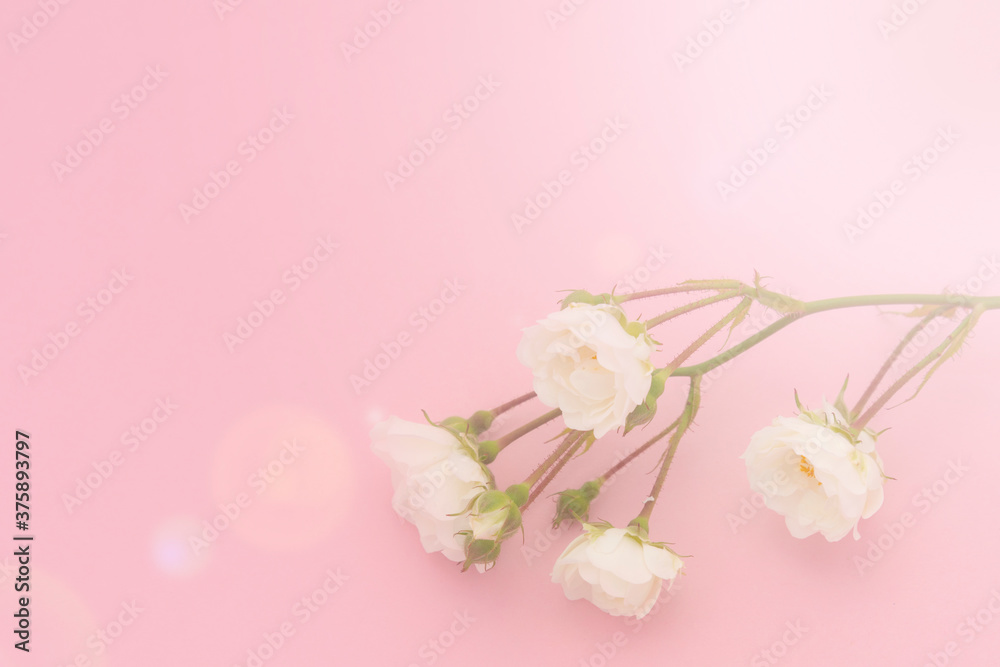 Fototapeta premium Sprigs of small roses white on pink background, copy space. Minimal style flat lay. For greeting card, invitation. March 8, February 14, birthday, Valentine's, Mother's, Women's day concept.