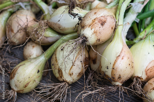 Harvested fresh raw onions with roots and green stalks close up, natural vegetable background with selective focus