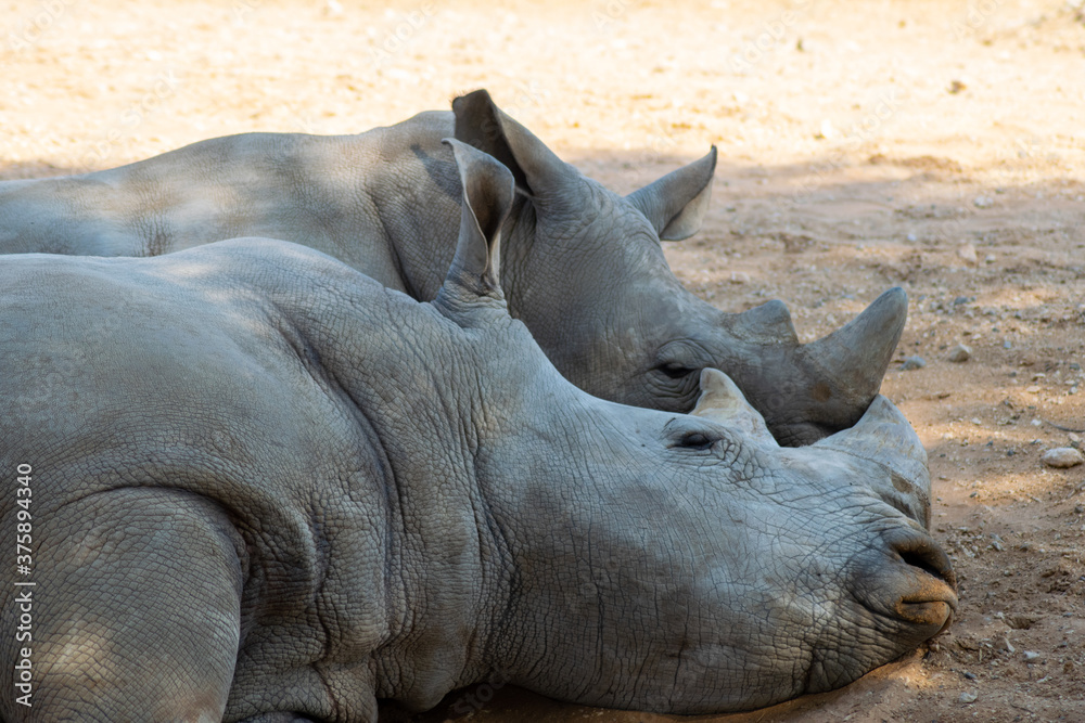 Fototapeta premium Second Largest Mammal Rhinoceroses taking rest with pair