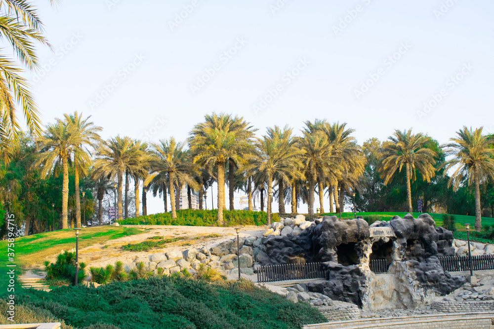 Palm trees in the park - Al Safa Park Dubai 