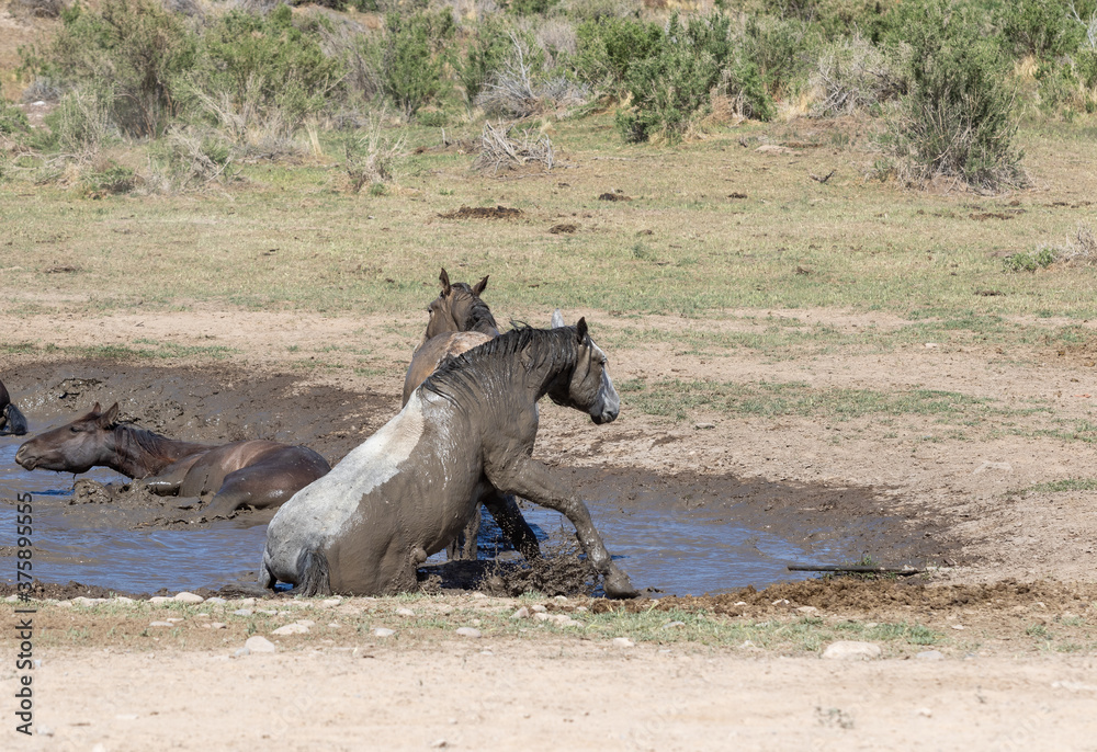 Fototapeta premium Wild Horses at a Utah Desert Waterhole