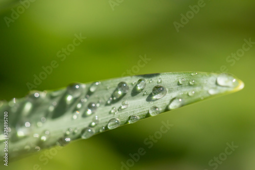 Macro detail of hyacinth leaf with dew drops