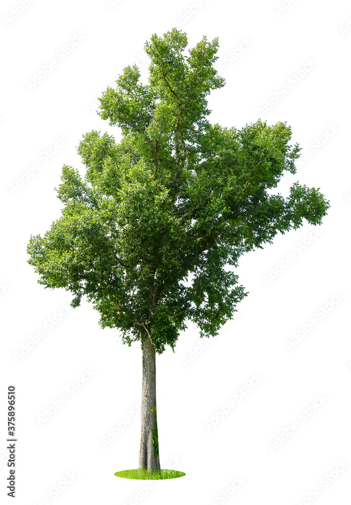 Fototapeta premium Trees isolated on white background, tropical trees isolated used for design, advertising and architecture.