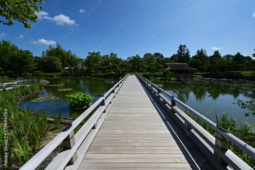 Fototapeta premium 夏の池の上に架かる真っ直ぐな長い木製の橋