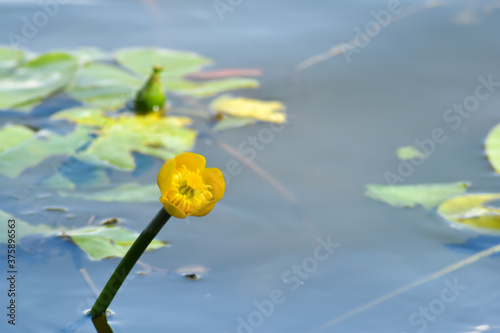 Żółte kwiaty na błękitnej wodzie.