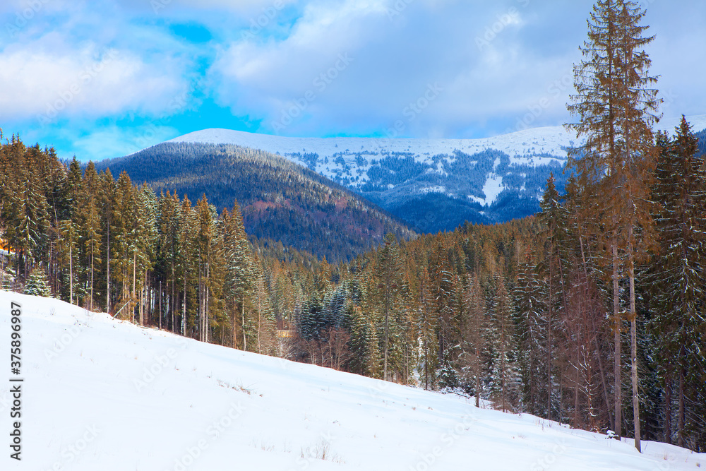 Spectacular winter with coniferous forest . Snowy hills with fir trees Spectacular winter with coniferous forest . Snowy hills with fir trees