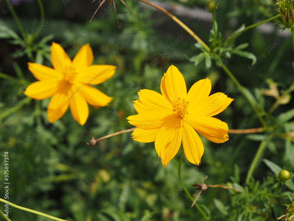 Obraz premium Mexican Aster, Compositae , Cosmos bipinnatus Yellow flower blooming in garden on nature baclground