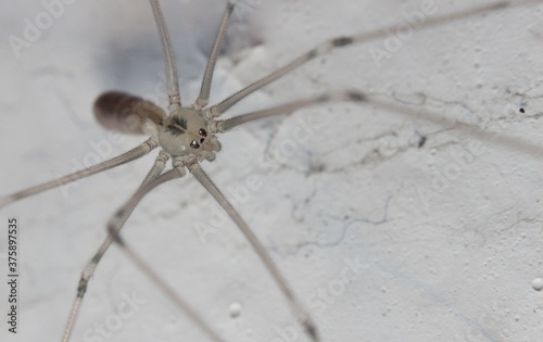 white transparent spider on the wall
