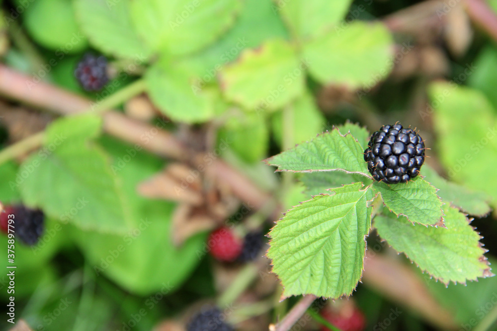 blackberry on a branch blackberry on a branch