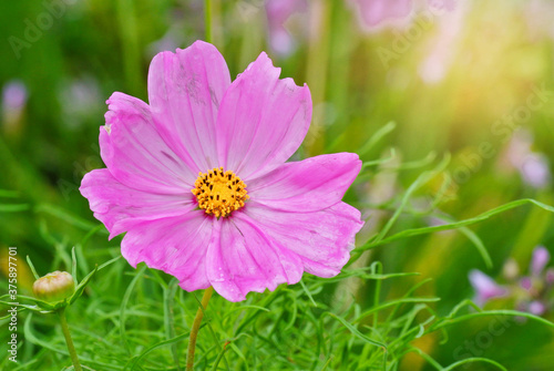 pink cosmos flower © Tongsai Tongjan