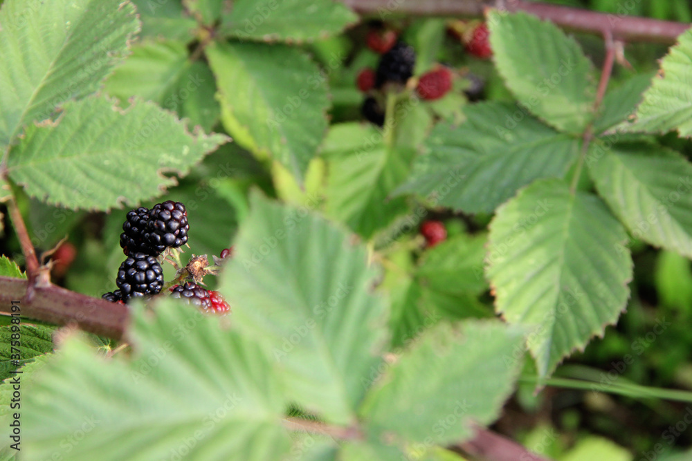 blackberry in the garden blackberry in the garden