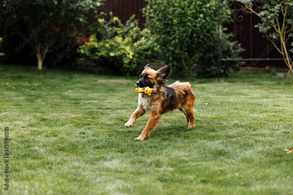 Playful and sportive young dog run at summer park field with toy in mouth. Long funny ears flap around head of cute and active doggy Playful and sportive young dog run at summer park field with toy in mouth. Long funny ears flap around head of cute and active doggy
