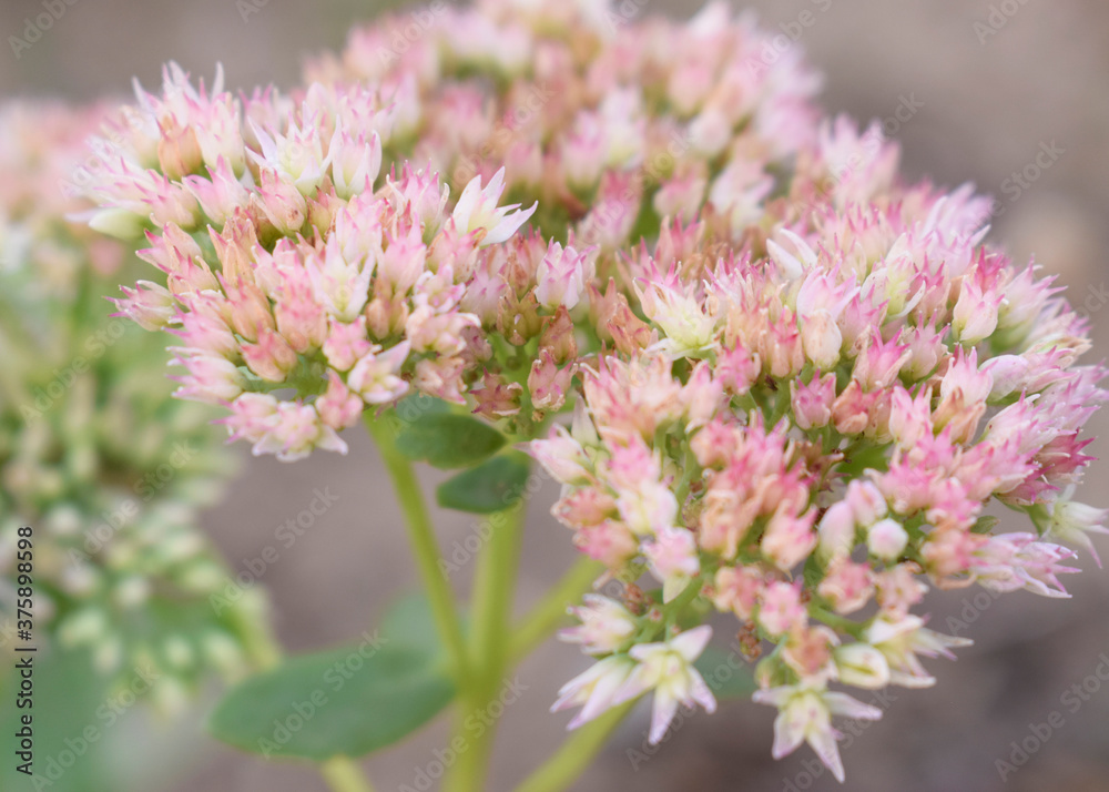Flower sedum prominent, fine sedum remarkable.