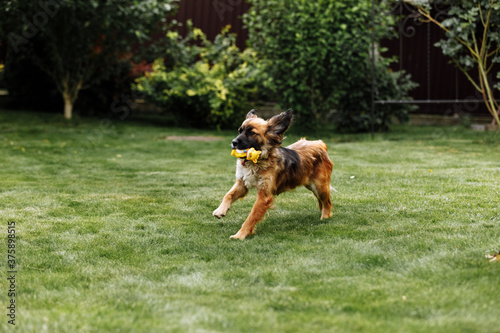 Playful and sportive young dog run at summer park field with toy in mouth. Long funny ears flap around head of cute and active doggy