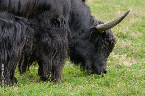 Yak at the zoo. The yak is eating grass.