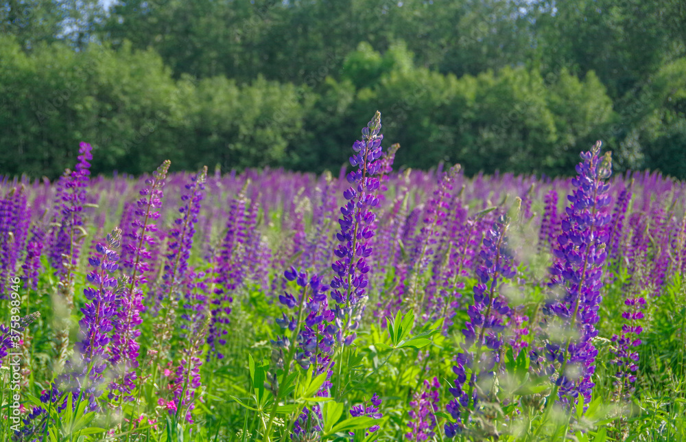 Fototapeta premium Landscape with blooming violet, purple and pink lupine (Lupinus) field with forest in the background in Latvia