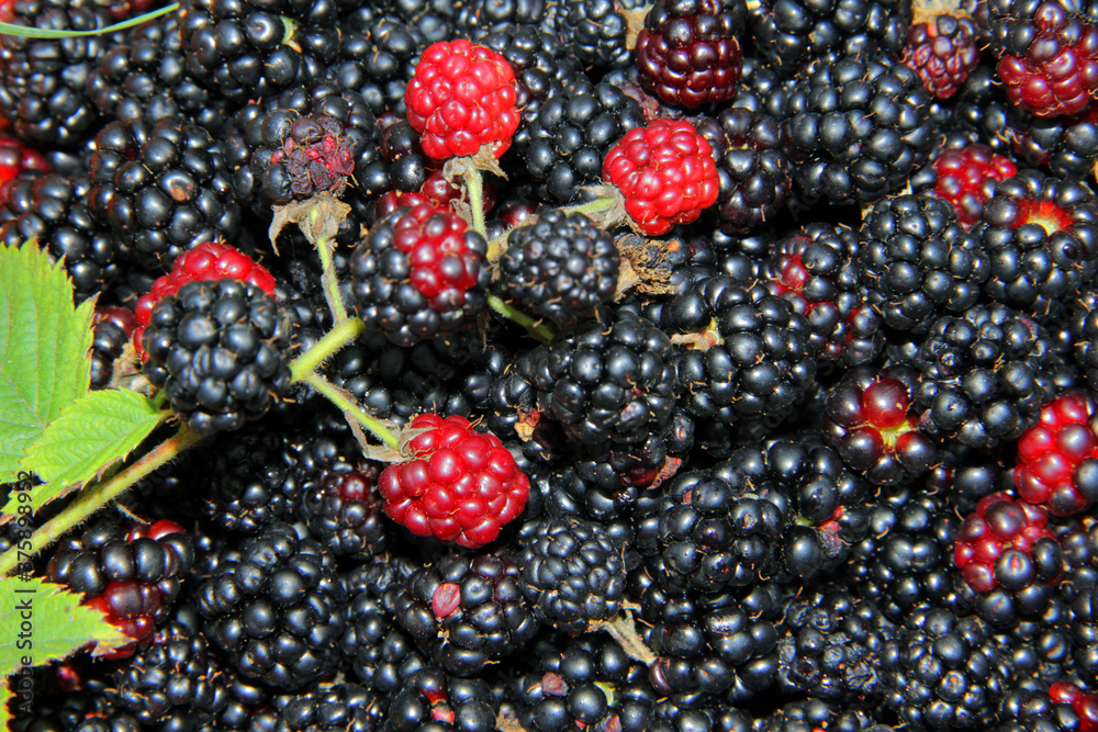 blackberry blackberry