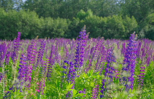 Landscape with blooming violet  purple and pink lupine  Lupinus  field with forest in the background in Latvia