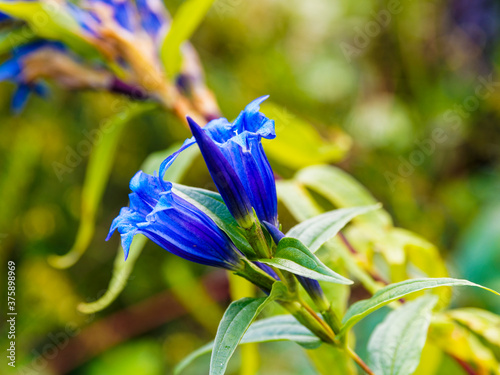 Gentiana asclepiadea | Gentianes asclépiades ou gentianes à feuilles d'Asclépiade aux magnifiques fleurs dressées à corolle tubulaires bleu intense dans un feuillage vert mat photo