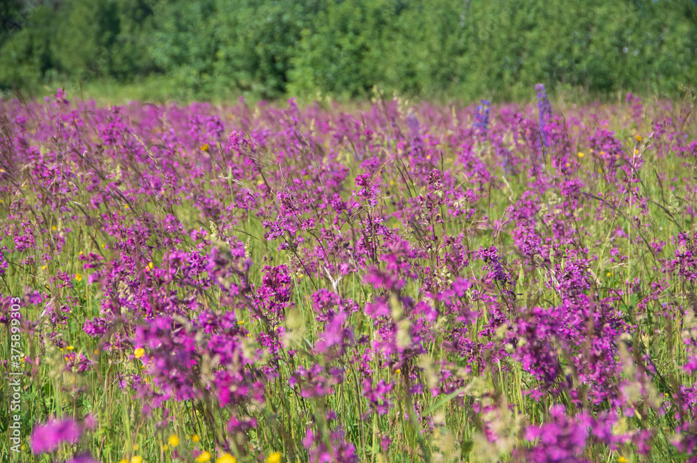 Naklejka premium Landscape with blooming violet, purple and pink sticky catchfly (Viscaria vulgaris) field with forest in the background in Latvia