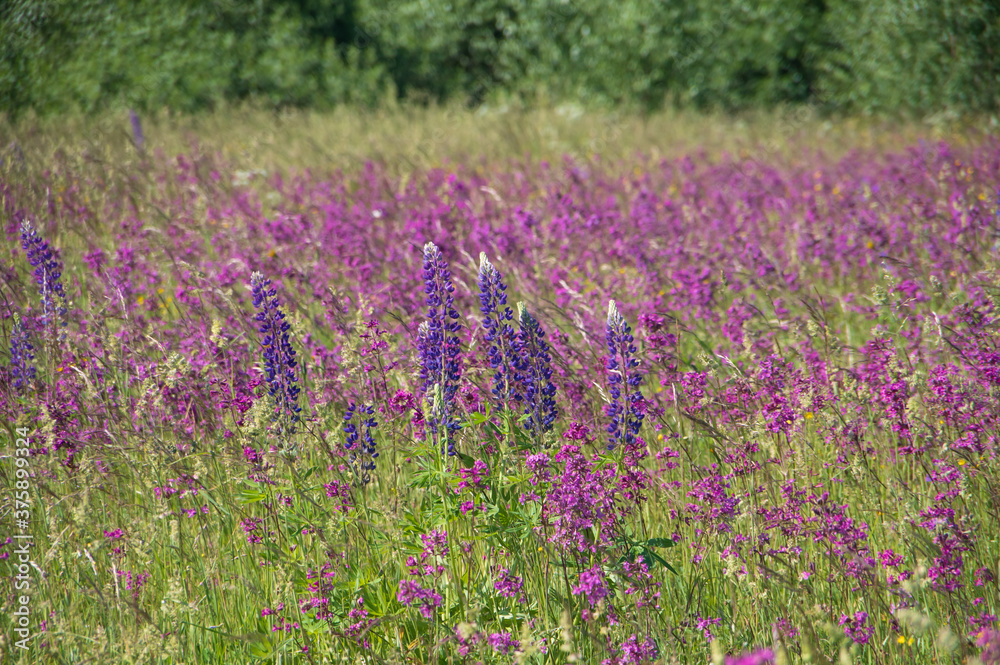 Landscape with blooming violet, purple and pink sticky catchfly (Viscaria vulgaris) and lupines (lupinus) field with forest in the background in Latvia Landscape with blooming violet, purple and pink sticky catchfly (Viscaria vulgaris) and lupines (lupinus) field with forest in the background in Latvia