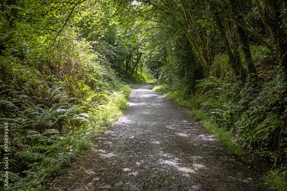 Hiking trail in the undergrowth Hiking trail in the undergrowth