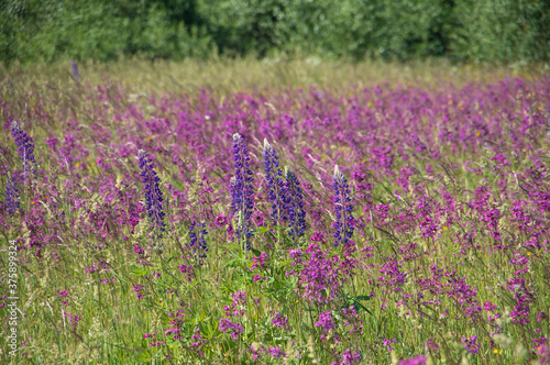 Landscape with blooming violet, purple and pink sticky catchfly (Viscaria vulgaris) and lupines (lupinus) field with forest in the background in Latvia © Ilga