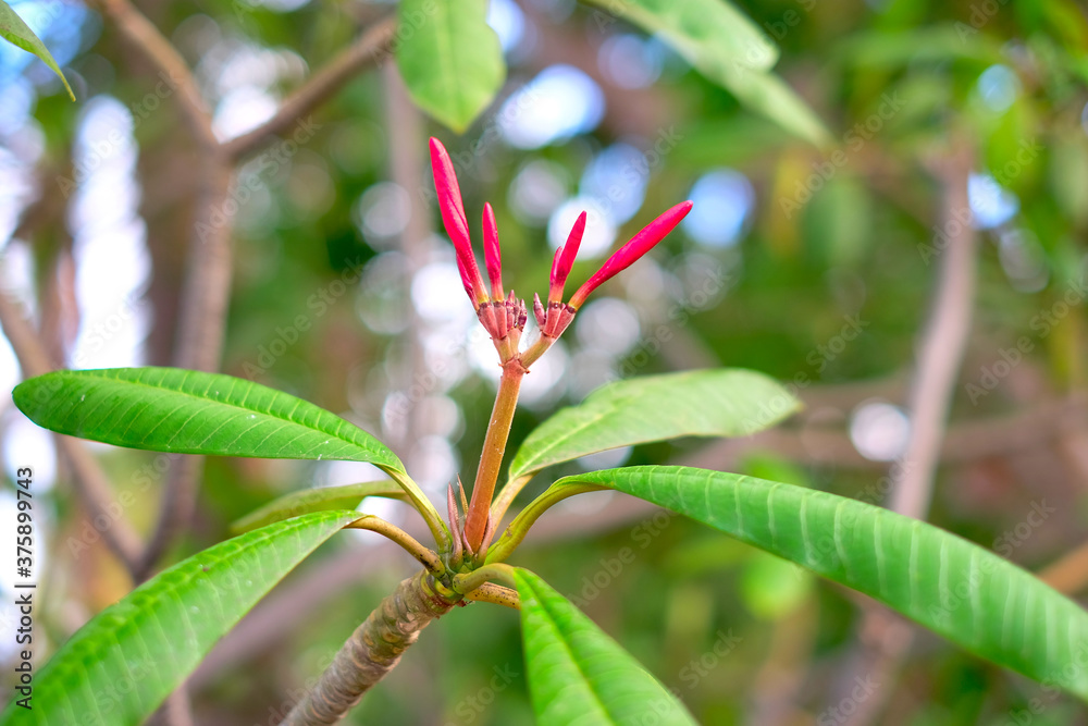 Pink buds of flowers, Frangipani plumeria garden plant.