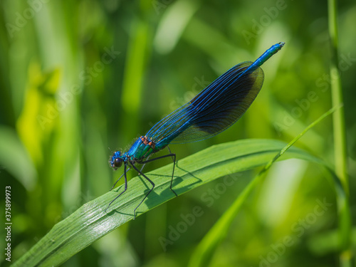 Closeup of beautiful blue damselfly - the banded demoiselle (Calopteryx splendens) male sitting on the grass in sunlight