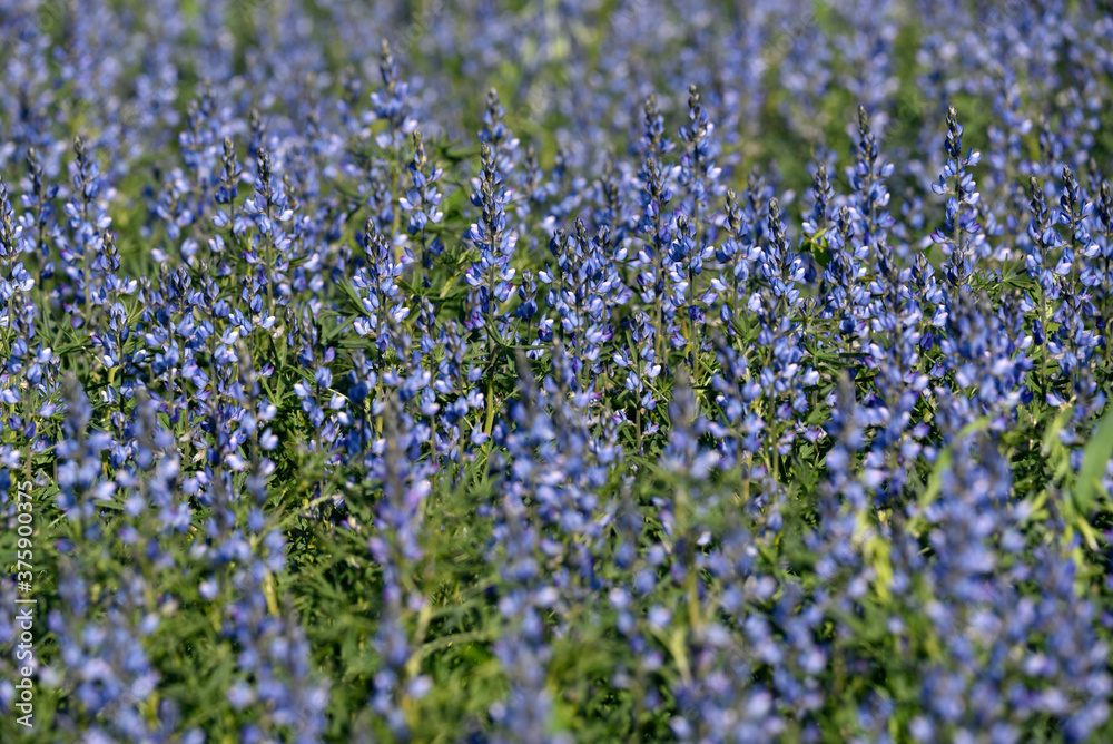 blue flowers of blooming lupine
