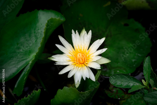 A very large beautiful white lotus or waterlily flower during it blooming in pond among greenery freshness environment. Natural background photo.