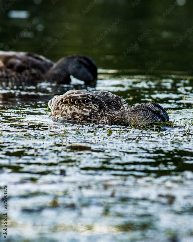 Fototapeta premium Ducks in eating in water