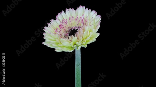 Time-lapse of growing and opening white-red gerbera flower 1x3 in 4K PNG+ format with ALPHA transparency channel isolated on black background
 photo