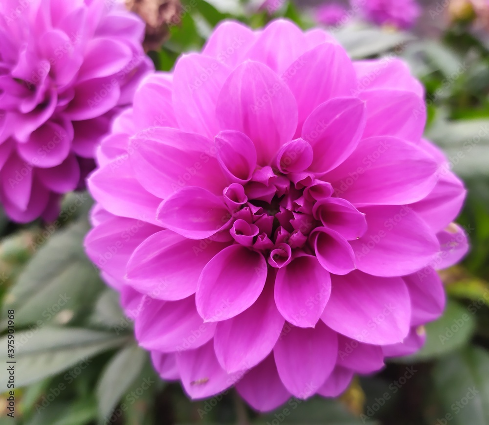 pink dahlia flower pink dahlia flower