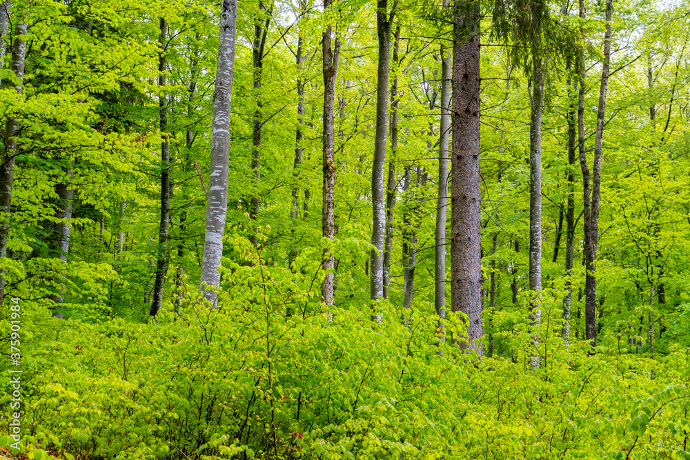 Fototapeta premium Wald