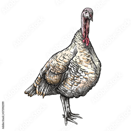 Hand-drawn graphic sketch of domestic turkey female in black and brown isolated on white background. 