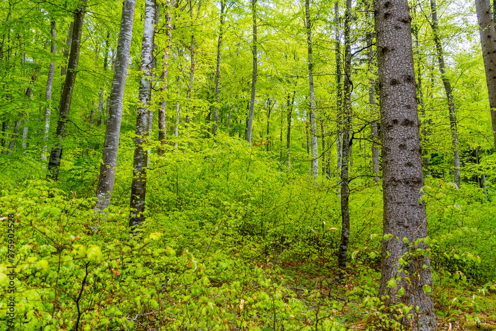 Fototapeta premium Wald