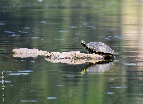 Red Eared Slider Turtle siting on a rock in the middle of river for sun basking. These are common in fresh water. Turtles and tortoises are considered to be auspicious in hinduism. © Rajkumar