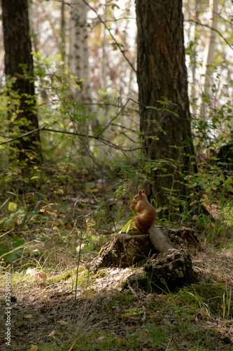 squirrel eating nuts in the Kazakhstan Borovoe forest
