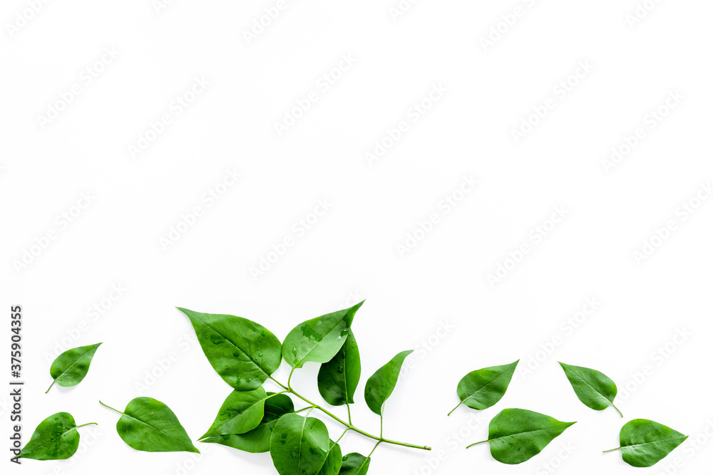 Above view of lauout of green leaves - nature background.