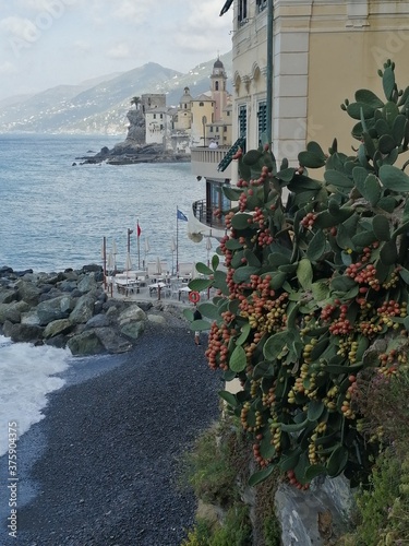 фотографія View of the cactus coast of the sea