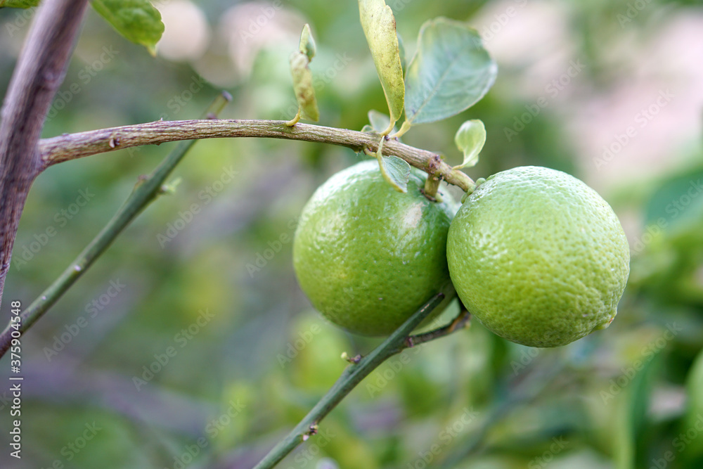  closeup green lemons on tree in garden, source of vitamin C.