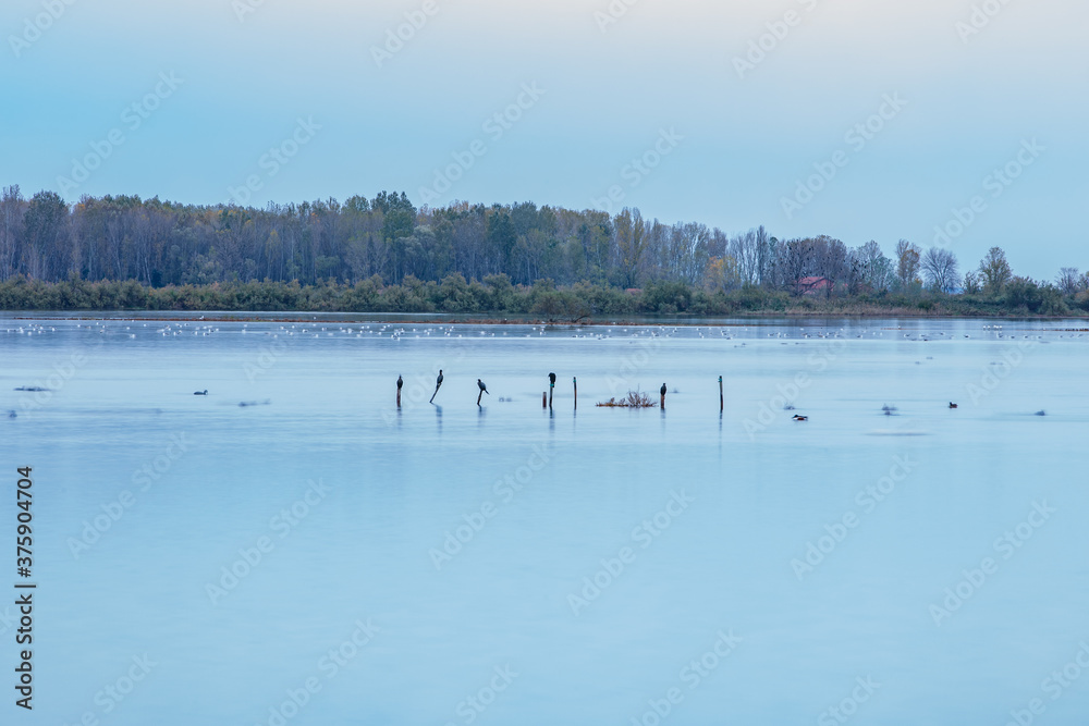 Delicate blue-gray sunset on the lake. Birds rest on the calm waters of the pond. Selective focus