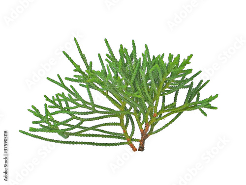 Pine leaf isolated on white background