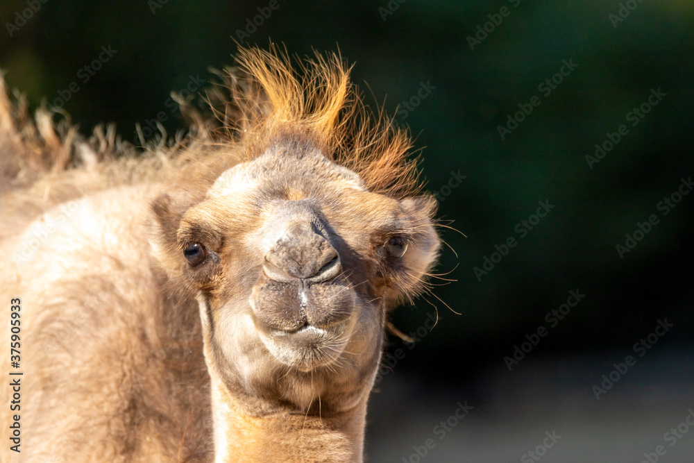 Obraz premium trampeltier