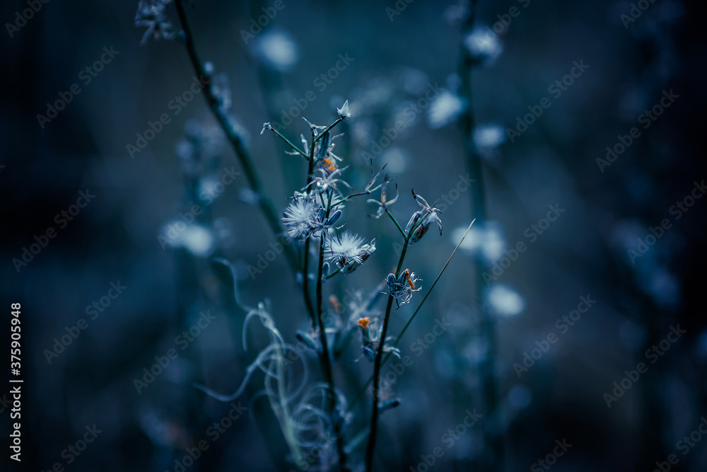 Fototapeta premium dew on the grass