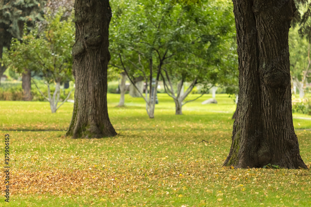 Two oak trees with green foliage stand on a green flat mowed lawn. Two oak trees with green foliage stand on a green flat mowed lawn.