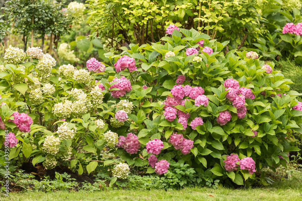 The bushes of hydrangea are abundant. White and pink. Decor of the park area. The beginning of the autumn season