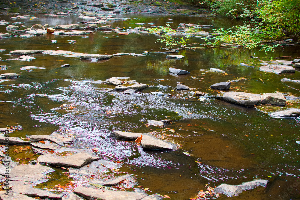 stream in the forest stream in the forest