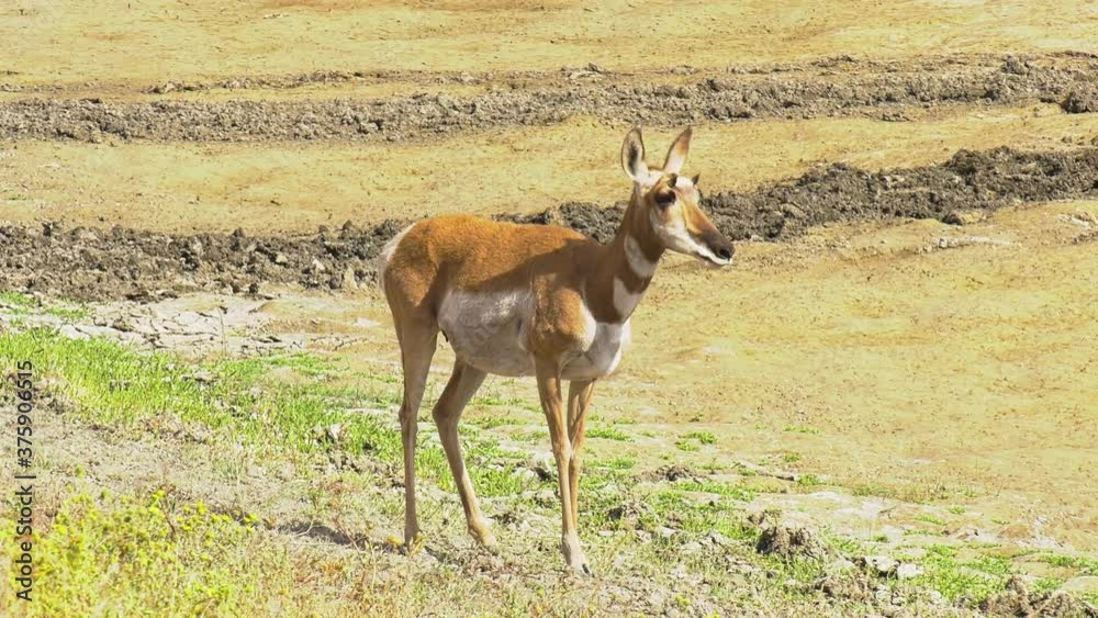 Pronghorn doe cautiously approaches a drying up pond Pronghorn doe cautiously approaches a drying up pond